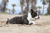 BOSTON TERRIER 383